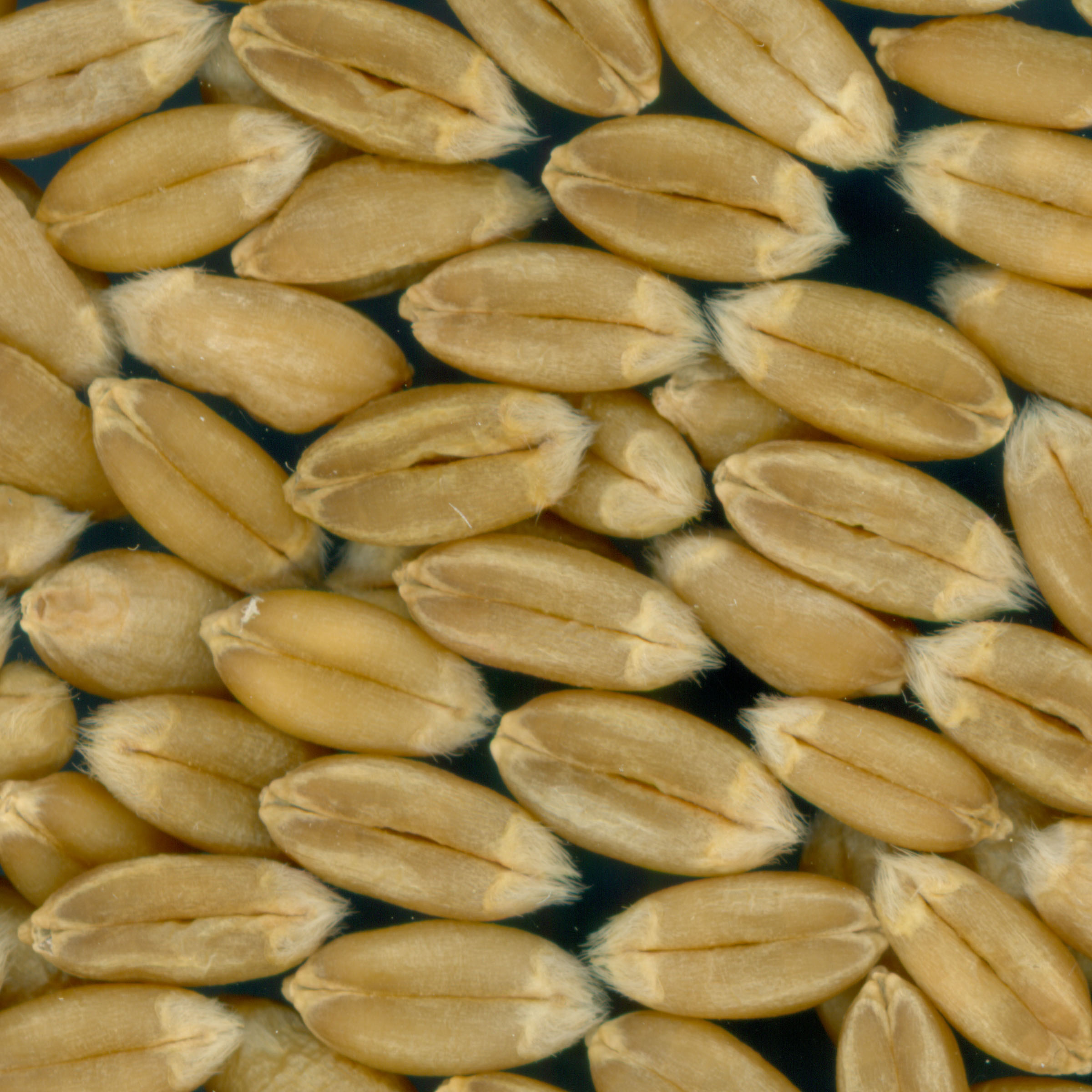KERNELS